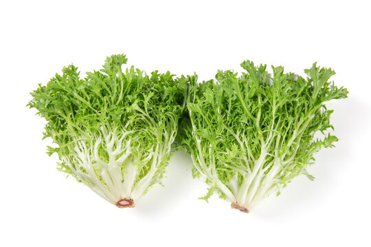 Fresh endive isolated on white background