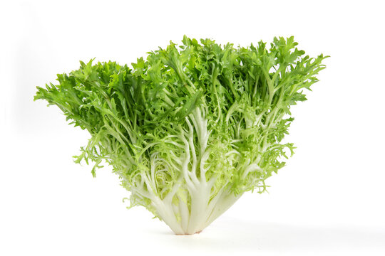 Fresh endive isolated on white background