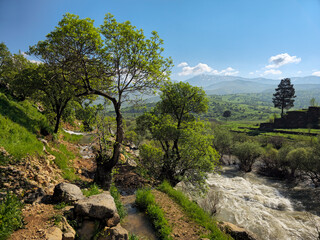 Obraz premium Lush green trees frame a fast-flowing river and a small stream in a sunlit valley, with a lone tree, layered mountains, and white clouds in blue sky. 📍Ghol, Sarvabad, Kurdistan 