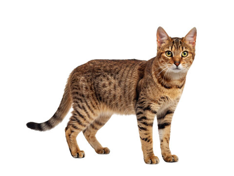Abyssinian cat standing profile on isolated on transparent background