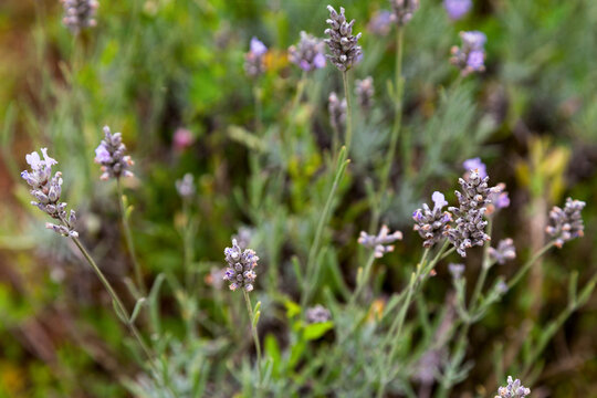 Lavenders in a garden