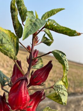 red roselle flower