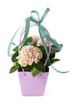 Pink hydrangea plant in purple gift bag with green checked ribbon isolated on white background