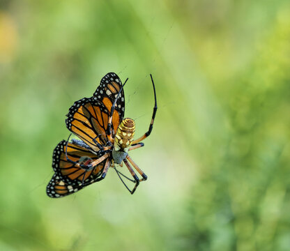 Yellow Garden Spider (Argiope aurantia) with Monarch butterfly caught in its web. Natural green background. Copy space.