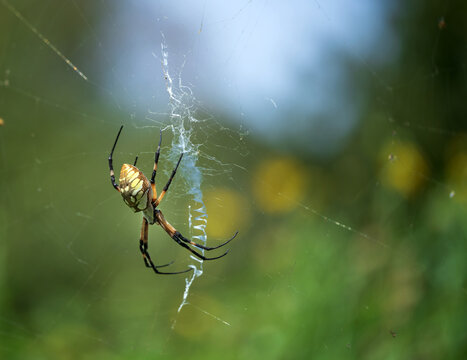 Yellow Garden Spider (Argiope aurantia) in its zigzag pattern web. Natural nature background. Closeup. Copy space.
