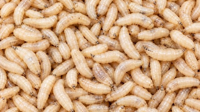 Maggot Worm Background. Worm Background.