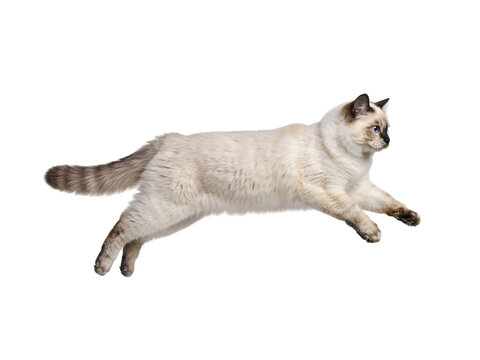 Light-colored birman cat leaping isolated on transparent background