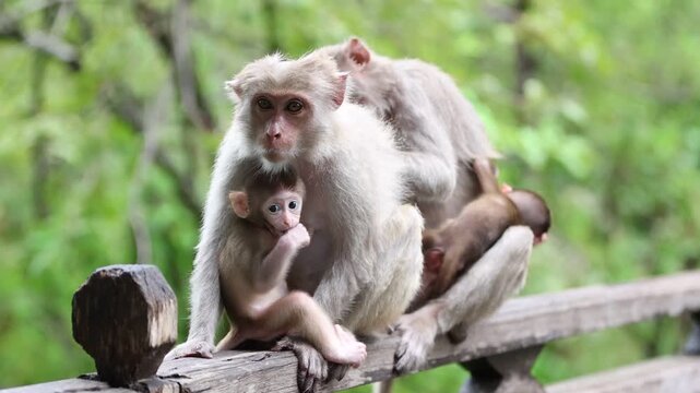 Monkeys forest in Songkhone District Savannakhet Province Laos