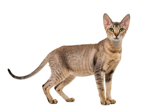 Oriental shorthair cat standing isolated on transparent background