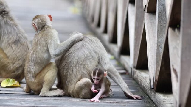 Monkeys forest in Songkhone District Savannakhet Province Laos