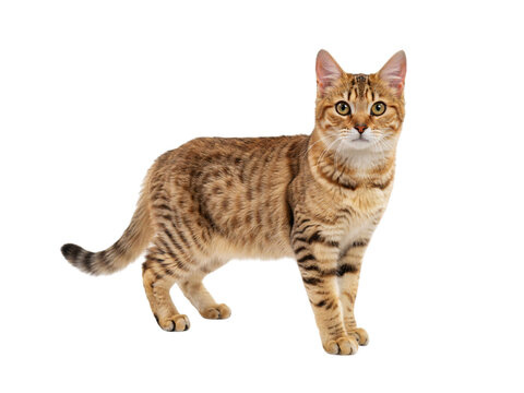 Savannah cat standing profile on isolated on transparent background