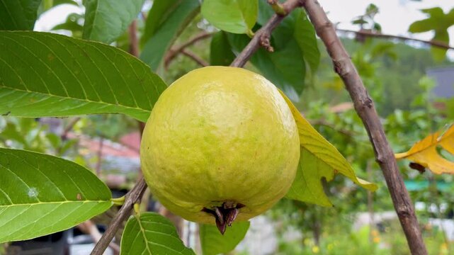 Close up of the guava fruit on the tree