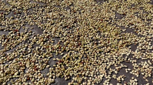 Coffee beans sun-drying near the farmer's house in Aceh province, Gayo highlands in Sumatra Indonesia