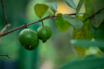 Fresh green guava fruits growing on a tree branch. © ShyamJith pattiam