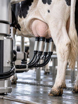 Automated milking system with cow udders in a dairy facility  