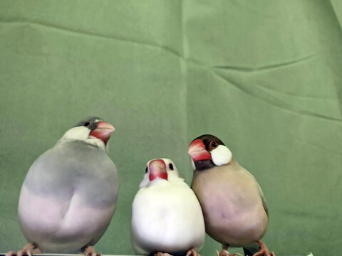 Three colorful Java Sparrows displaying distinct plumage variations, showcasing the charm of this popular finch species.