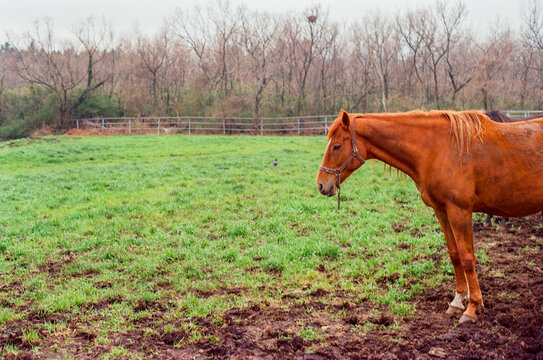 Chestnut Horse Standing in a Green Pasture in Jeju