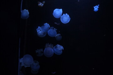 jellyfish in aquarium © 丽雅 李