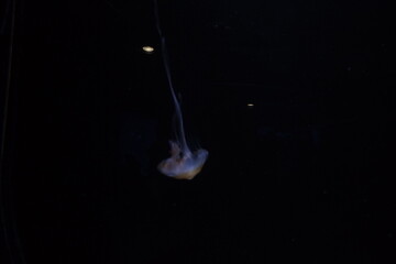 Jellyfish with long flowing tentacles © 丽雅 李
