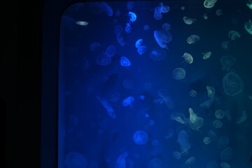 Vibrant glowing blue jellyfish © 丽雅 李