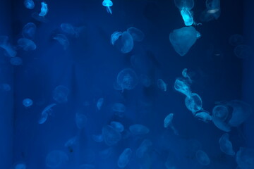School of jellyfish swimming in deep blue water © 丽雅 李