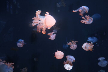 Bioluminescent jellyfish glowing in a dark tank © 丽雅 李