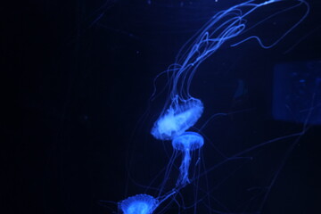 Stinging Nettle jellyfish glowing blue © 丽雅 李