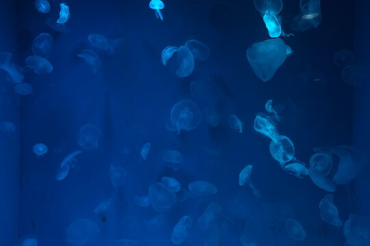 School of jellyfish swimming in deep blue water