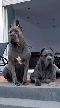 Powerful cane corso dogs sitting and resting on a patio floor in this calm cinematic video motion clip of pets