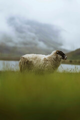 Fototapeta premium Scottish Blackface sheep at Talisker Bay on the Isle of Skye in Scotland