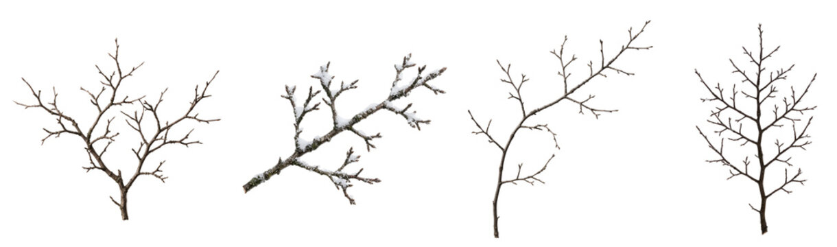 Bare winter tree branches collection displaying natural wood textures with scattered fresh white snow for seasonal garden design and floral arrangements isolated on transparent background