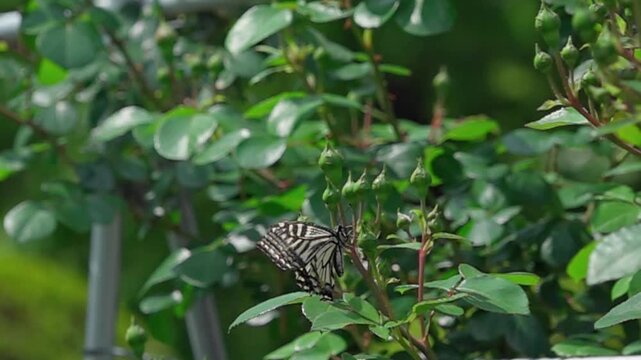 Super slow motion of swallowtail butterfly taking flight, soaring up and diving down