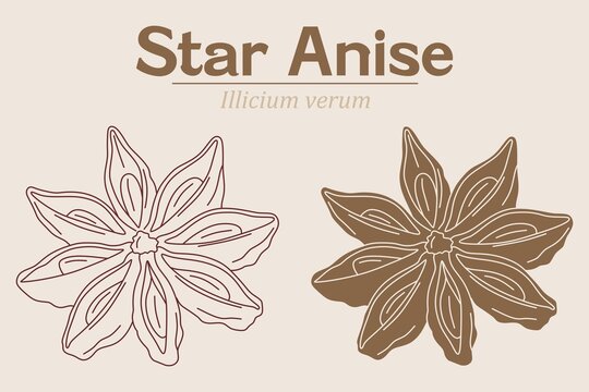 star anise line and color simple illustration with brown color