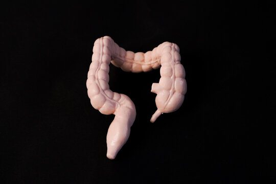 Miniature educational model of a human large intestine (colon) showing its anatomical structure, isolated on a solid dark black background.