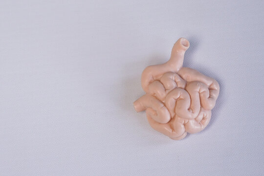 Miniature educational model of a human small intestine showing its folded anatomical structure, isolated on a clean white background.