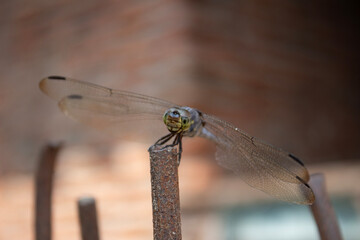 Macro Shot of Dragonfly Perched on Rusty Iron Rod with Transparent Wings © Mandegraph