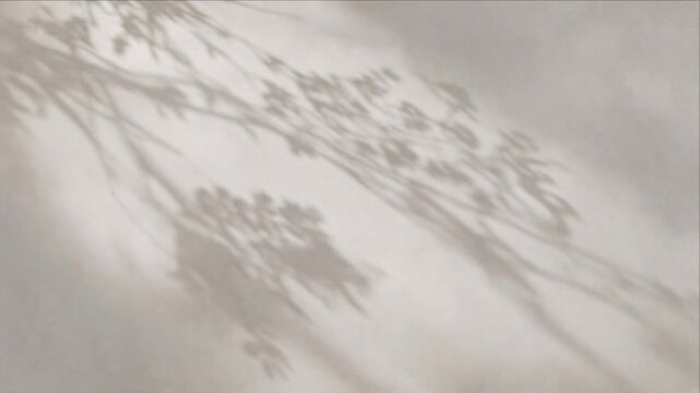 Minimal top view leaf texture shadow background with delicate foliage silhouette, branch and plant forms creating calm monochrome abstract pattern, soft light, refined design backdrop and subtle