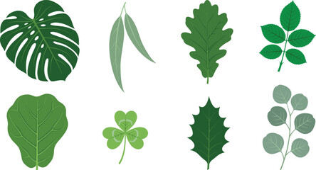 Obraz premium Green Botanical Leaf Vector Collection Featuring Monstera Eucalyptus Oak Clover and Holly Foliage Elements for Eco Friendly Nature Branding Graphic Designs