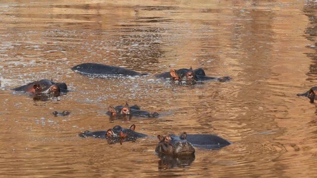 A group of a hippos (Hippopotamus amphibius) resting in water, Kruger National Park, South Africa