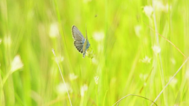 Close-up footage of a small butterfly with pale grey-blue underwings and a hint of iridescent blue on its body, resting on a small wildflower amid tall green grass and pale meadow flowers