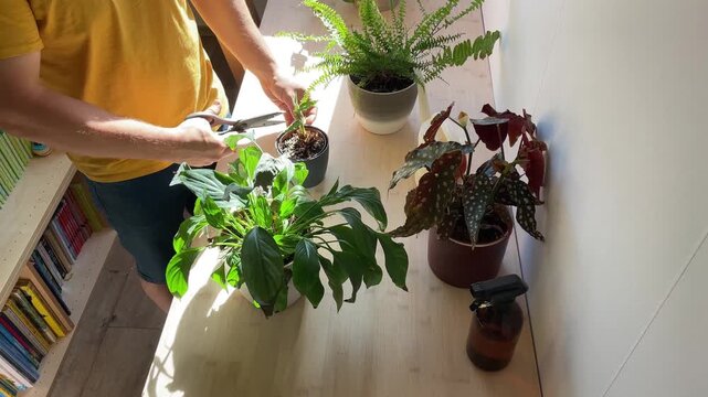 Person taking care of a peace lily houseplant