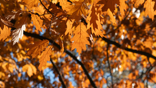 Backlit golden oak leaves hang over blurred tree trunks and a clear blue autumn sky.