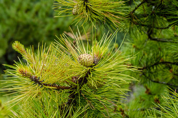 Young pine cone growing among fresh green needles on branch. Growing on evergreen branch, fresh mood, coniferous forest, botanical close-up nature concept © Vivid Impressions LT