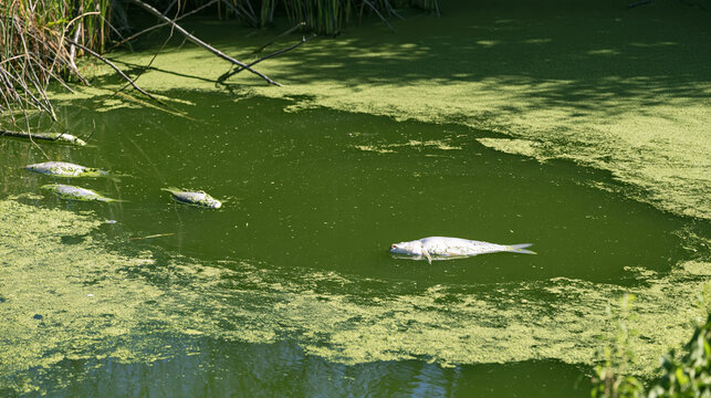 Polluted freshwater pond covered by dense green algae with floating dead fish, revealing severe water contamination and environmental damage