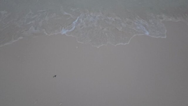 Gentle Ocean Wave on Sandy Beach