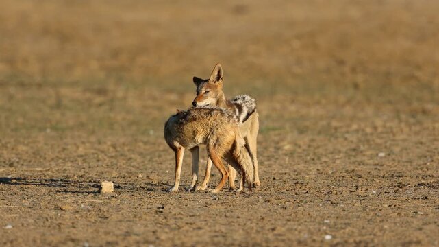 A pair of black-backed jackals (Canis mesomelas) Interacting, Kalahari desert, South Africa