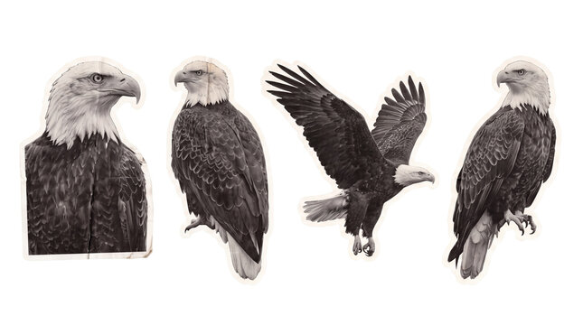 bald eagle , newspaper collage cutout set PNG