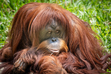 Close-up portrait of a Sumatran orangutan (Pongo abelii) looking directly at the camera with long reddish-brown fur. © Ariyanto