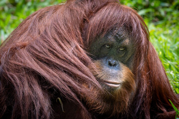 Close-up portrait of a Sumatran orangutan (Pongo abelii) looking directly at the camera with long reddish-brown fur. © Ariyanto