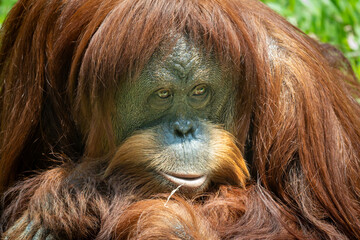 Close-up portrait of a Sumatran orangutan (Pongo abelii) looking directly at the camera with long reddish-brown fur. © Ariyanto